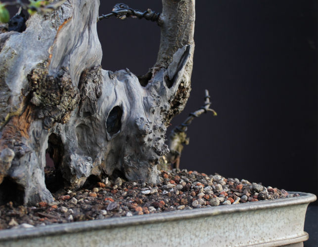 Crab Apple Bonsai Carving and Styling